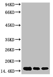 Western blot analysis of 1) Hela, 2) Raw264.7, 3) Rat Brain Tissue, diluted at 1:2000.