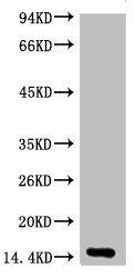 Western blot analysis of Zebrafish skeletal muscle, diluted at 1:2000.