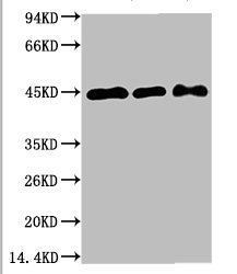 Western blot analysis of 1) Hela, 2)3T3, 3) Rat Brain Tissue with MEK2 Mouse mAb diluted at 1:2,000.