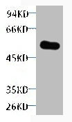 Western blot analysis of purified alliinase, diluted at 1:5000