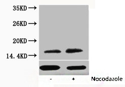 Western blot analysis of extracts from Hela cells, untreated (-) or treated, 1:2000.