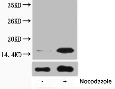 Western blot analysis of extracts from Hela cells, untreated (-) or treated, 1:2000.