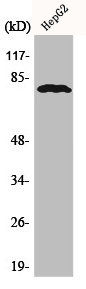 Western Blot analysis of HepG2 cells using ADAR2 Polyclonal Antibody