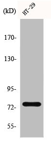 Western Blot analysis of HT29 cells using CRSP77 Polyclonal Antibody