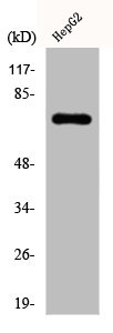 anti-Homo sapiens (Human) DDX3X Antibody raised in Rabbit - Cusabio