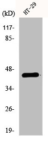 anti-Homo sapiens (Human) S1PR1 Antibody raised in Rabbit - Cusabio