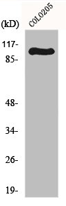 Western Blot analysis of COLO205 cells using GluR-1 Polyclonal Antibody