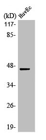 Western Blot analysis of HuvEc cells using MEK-1 Polyclonal Antibody