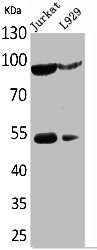 Western Blotting(WB) 1- EPAS1 Antibody