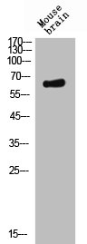 Western Blot analysis of mouse brain cells using Nectin 2 Polyclonal Antibody