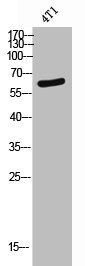 anti-Homo sapiens (Human) BMP6 Antibody raised in Rabbit - Cusabio