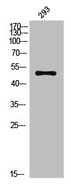 Western Blot analysis of 293 cells using MEK-7 Polyclonal Antibody