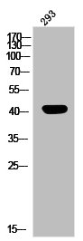 Western Blot analysis of 293 cells using Phospho-MEK-1 (T292) Polyclonal Antibody