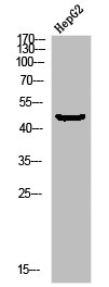 Western blot analysis of HEPG2-UV using p-MEK-1 (S298) antibody.