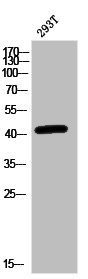 Western Blot analysis of 293T-UV cells using MEK-1 Polyclonal Antibody