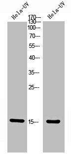 Western Blot analysis of Hela+UV 5 cells using Phospho-Histone H2A (T121) Polyclonal Antibody.