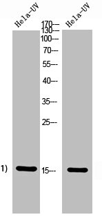 Western Blot analysis of Hela+UV 5 cells using Histone H2A Polyclonal Antibody.