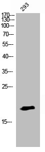 Western Blot analysis of 293 cells using Histone H3 Polyclonal Antibody