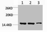 Western blot analysis of 1) Hela, 2) Raw264.7, 3) Rat Testis Tissue, diluted at 1:1000.