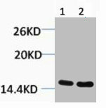 Western blot analysis of 1) Hela, 2) 3T3, diluted at 1:1000.