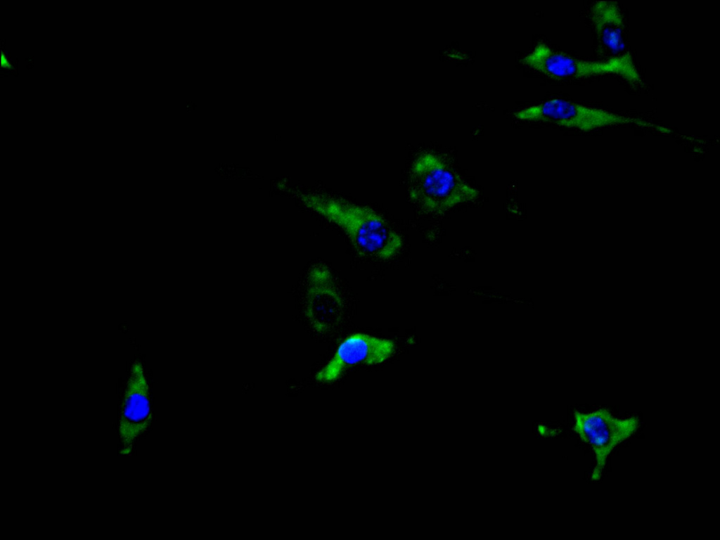 Immunofluorescence staining of SH-SY5Y cell with CSB-PA827811 at 1:30, counter-stained with DAPI. The cells were fixed in 4% formaldehyde and blocked in 10% normal Goat Serum. The cells were then incubated with the antibody overnight at 4C. The secondary antibody was Alexa Fluor 488-congugated AffiniPure Goat Anti-Rabbit IgG(H+L).