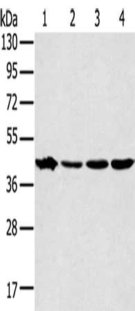 Gel: 8%SDS-PAGE, Lysate: 40 ug, Lane 1-4: Mouse muscle tissue, Jurkat cells, K562 cells, A431 cells, Primary antibody: CSB-PA302315(MAPK12 Antibody) at dilution 1/350, Secondary antibody: Goat anti rabbit IgG at 1/8000 dilution, Exposure time: 30 seconds