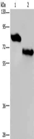 Gel: 8%SDS-PAGE, Lysate: 40 ug, Lane 1-2: Human placenta tissue, NIH/3T3 cells, Primary antibody: CSB-PA520187(PVRL3 Antibody) at dilution 1/300, Secondary antibody: Goat anti rabbit IgG at 1/8000 dilution, Exposure time: 5 minutes