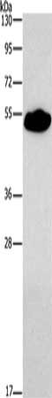 Gel: 8%SDS-PAGE, Lysate: 40 ug, Lane: Mouse heart tissue, Primary antibody: CSB-PA948873(SMAD9 Antibody) at dilution 1/290, Secondary antibody: Goat anti rabbit IgG at 1/8000 dilution, Exposure time: 3 minutes