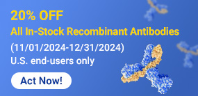 20% OFF All In-Stock Recombinant Antibodies