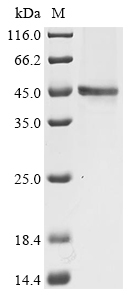 (Tris-Glycine gel) Discontinuous SDS-PAGE (reduced) with 5% enrichment gel and 15% separation gel.