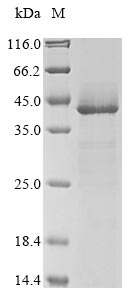 (Tris-Glycine gel) Discontinuous SDS-PAGE (reduced) with 5% enrichment gel and 15% separation gel.