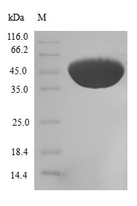 (Tris-Glycine gel) Discontinuous SDS-PAGE (reduced) with 5% enrichment gel and 15% separation gel.