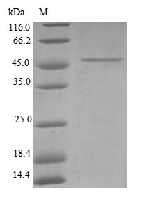 (Tris-Glycine gel) Discontinuous SDS-PAGE (reduced) with 5% enrichment gel and 15% separation gel.