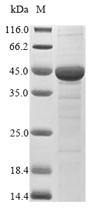 (Tris-Glycine gel) Discontinuous SDS-PAGE (reduced) with 5% enrichment gel and 15% separation gel.