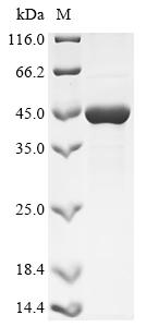 (Tris-Glycine gel) Discontinuous SDS-PAGE (reduced) with 5% enrichment gel and 15% separation gel.