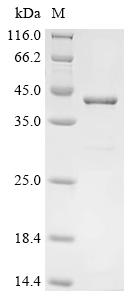 (Tris-Glycine gel) Discontinuous SDS-PAGE (reduced) with 5% enrichment gel and 15% separation gel.