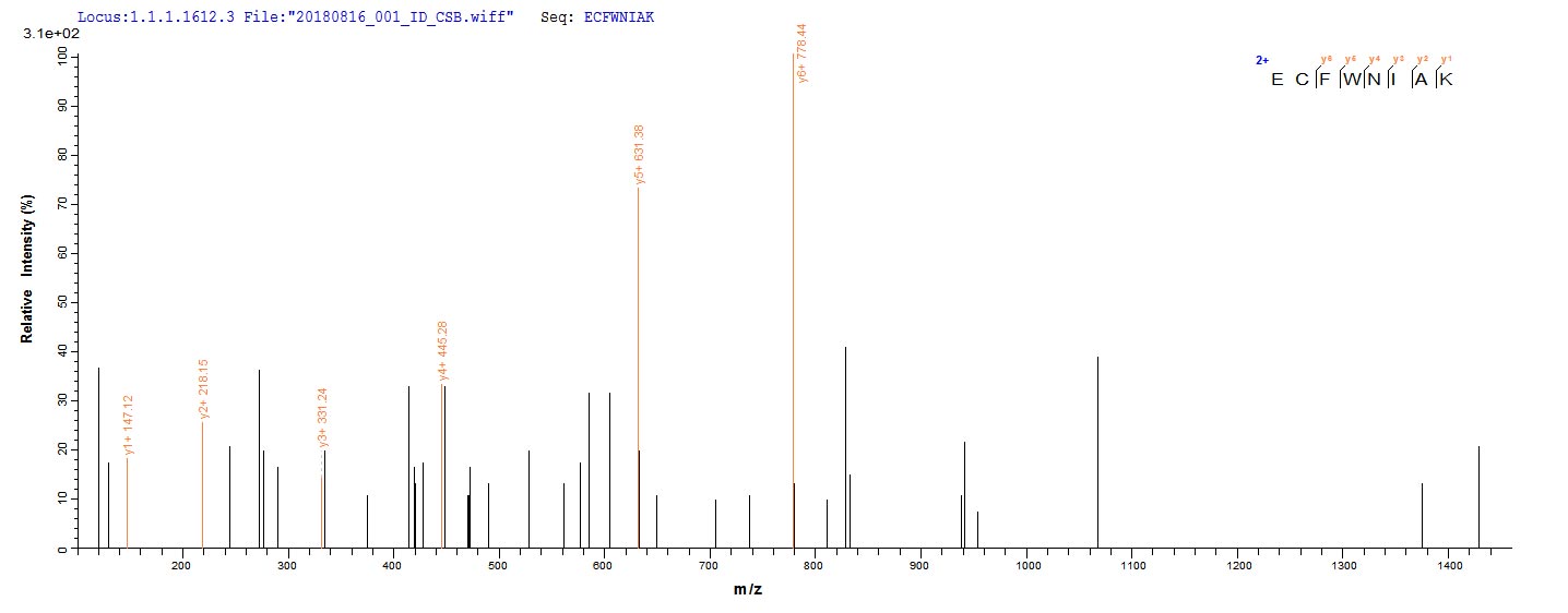 Based on the SEQUEST from database of E.coli host and target protein, the LC-MS/MS Analysis result of CSB-EP333469THS could indicate that this peptide derived from E.coli-expressed