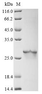 (Tris-Glycine gel) Discontinuous SDS-PAGE (reduced) with 5% enrichment gel and 15% separation gel.