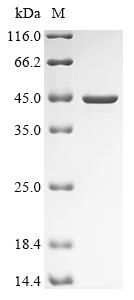 (Tris-Glycine gel) Discontinuous SDS-PAGE (reduced) with 5% enrichment gel and 15% separation gel.