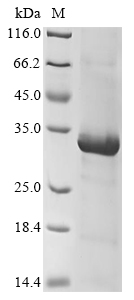 (Tris-Glycine gel) Discontinuous SDS-PAGE (reduced) with 5% enrichment gel and 15% separation gel.