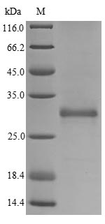 (Tris-Glycine gel) Discontinuous SDS-PAGE (reduced) with 5% enrichment gel and 15% separation gel.