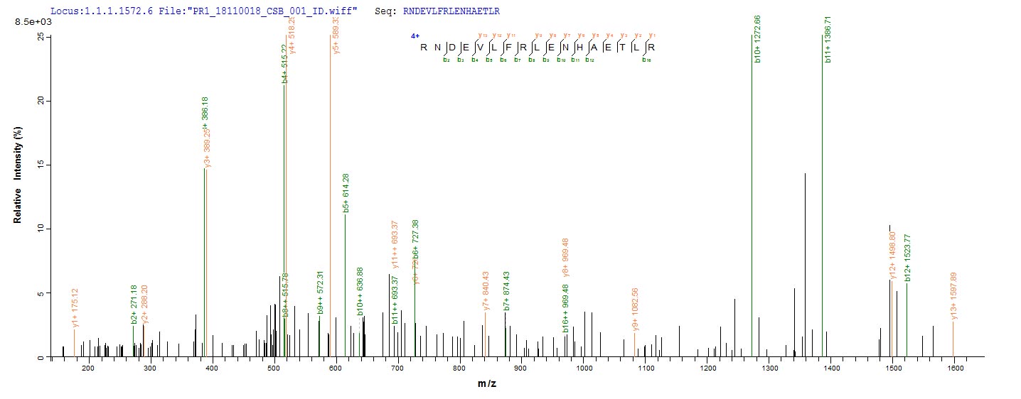 Based on the SEQUEST from database of Baculovirus host and target protein, the LC-MS/MS Analysis result of CSB-BP324948VAA could indicate that this peptide derived from Baculovirus-expressed Vaccinia virus (strain Copenhagen) (VACV) A27L.