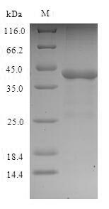 (Tris-Glycine gel) Discontinuous SDS-PAGE (reduced) with 5% enrichment gel and 15% separation gel.