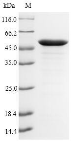 (Tris-Glycine gel) Discontinuous SDS-PAGE (reduced) with 5% enrichment gel and 15% separation gel.