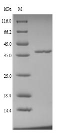 (Tris-Glycine gel) Discontinuous SDS-PAGE (reduced) with 5% enrichment gel and 15% separation gel.