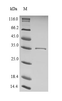 (Tris-Glycine gel) Discontinuous SDS-PAGE (reduced) with 5% enrichment gel and 15% separation gel.